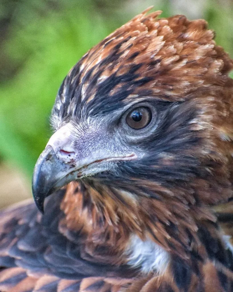 Black-breasted Buzzard, Jedda’s Rock Lookout