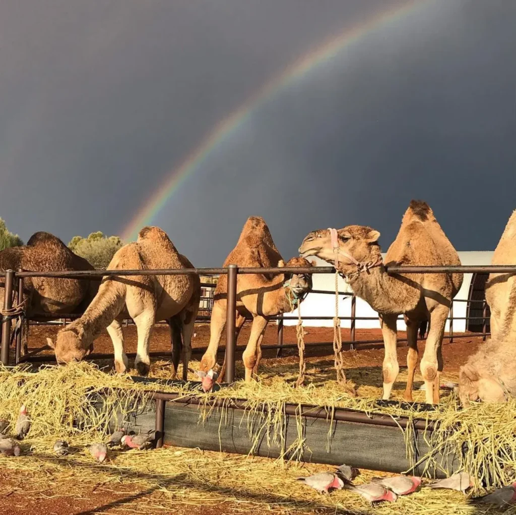 Camel Farm