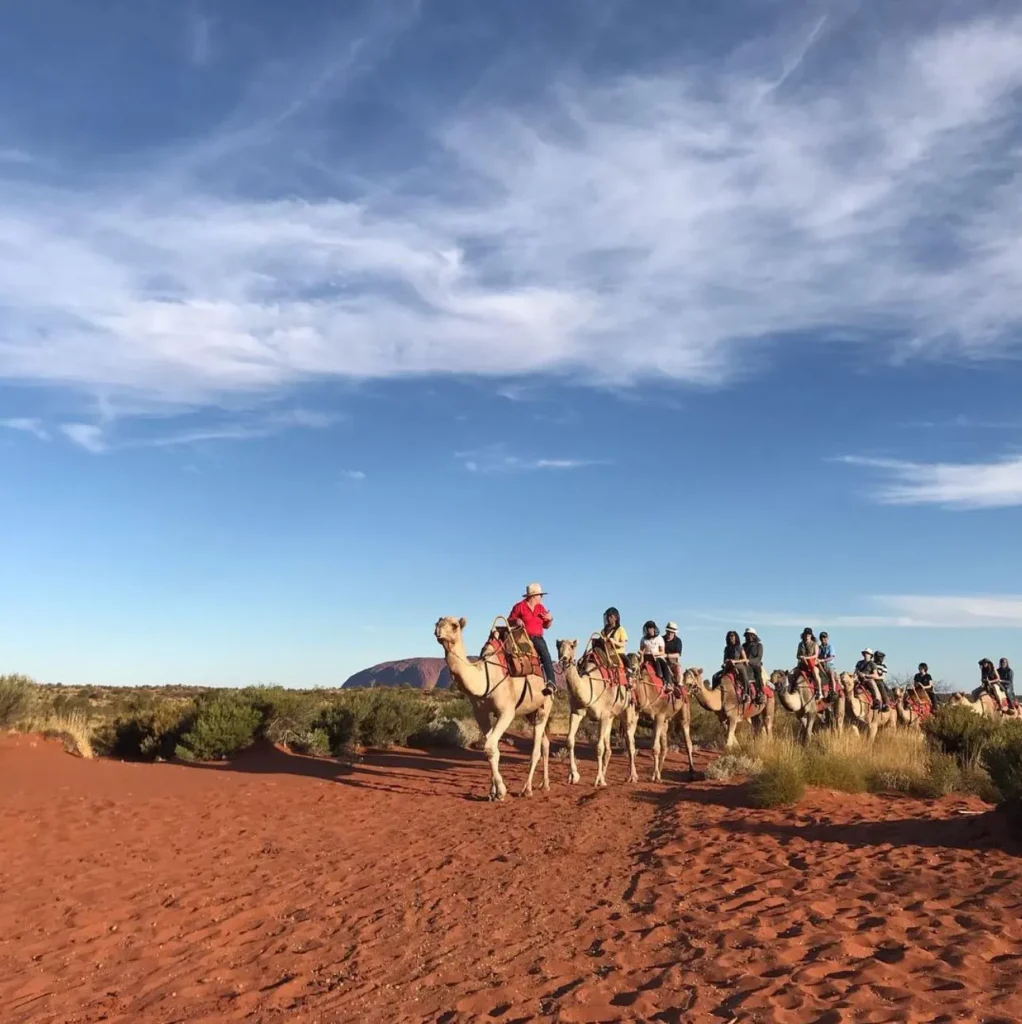 Camel Rides