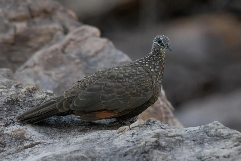 Chestnut-quilled Rock-pigeon, Nitmiluk Walking Trails