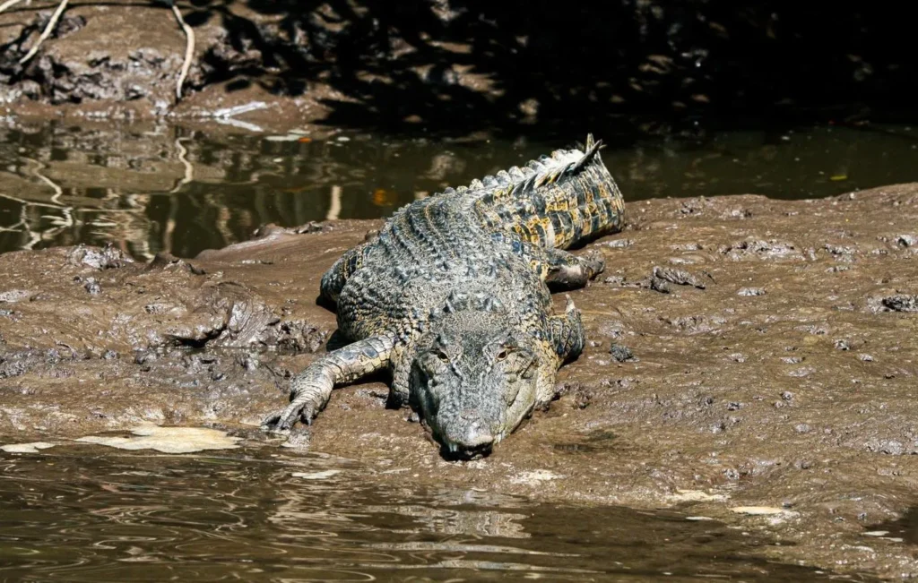 Freshwater Crocodiles, Katherine Gorge