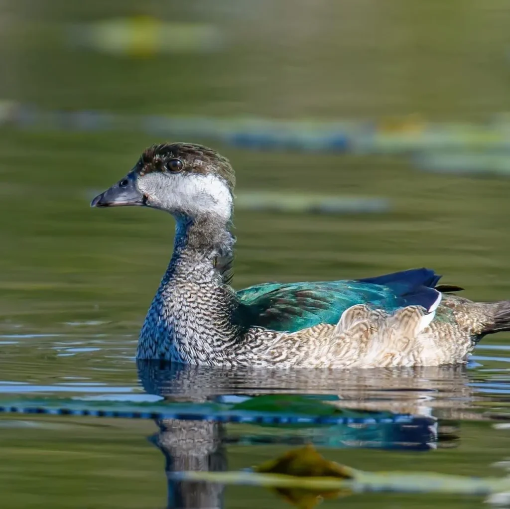 Green Pygmy-Goose, Katherine River