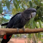 Katherine Gorge for Wildlife Enthusiasts