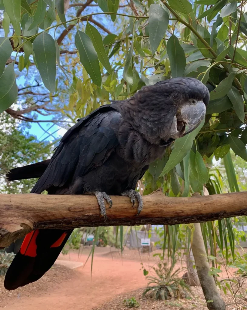 Katherine Gorge for Wildlife Enthusiasts