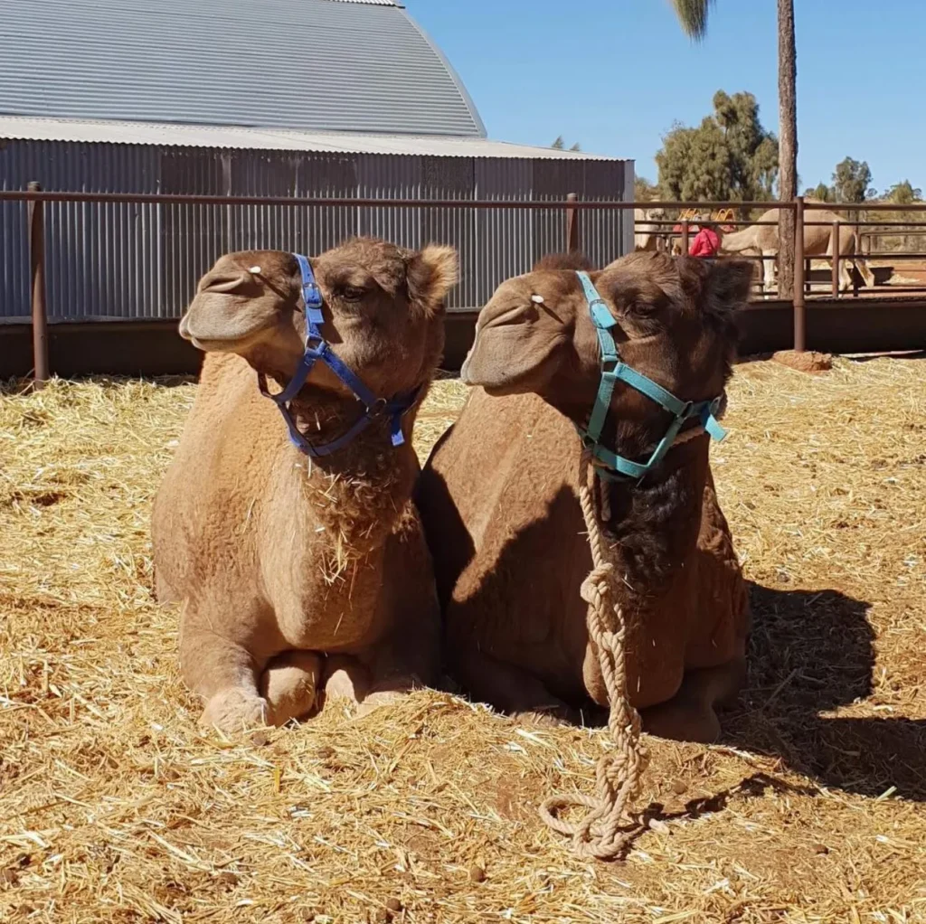 Private Camel Tours