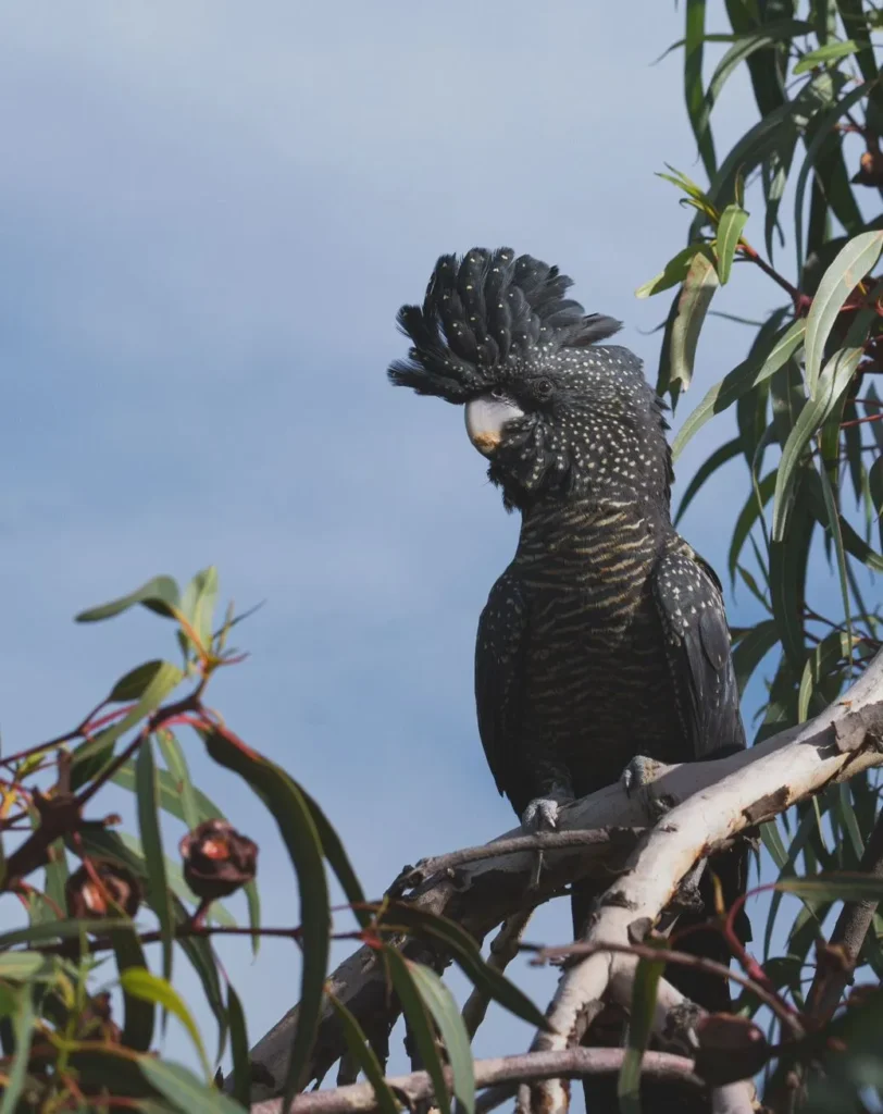 Red-tailed Black Cockatoo