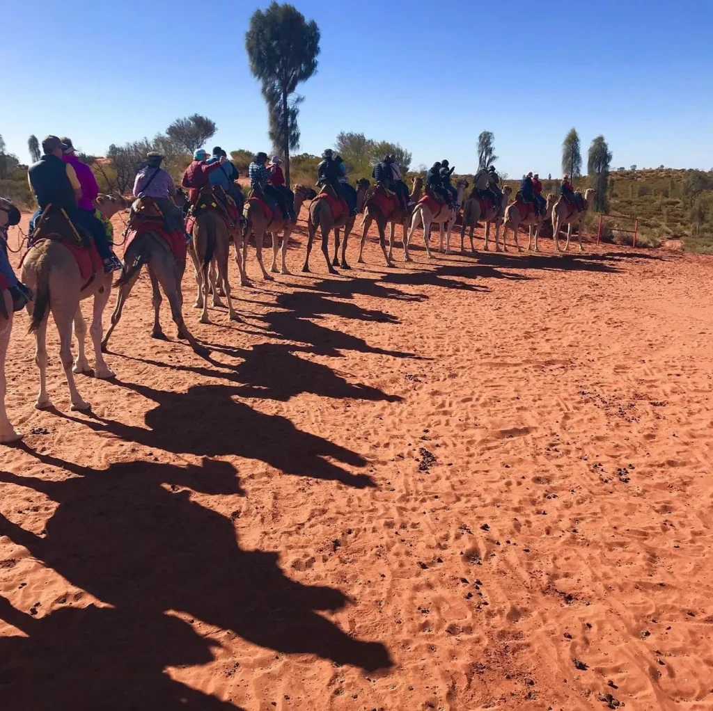 Sunset Camel Tours