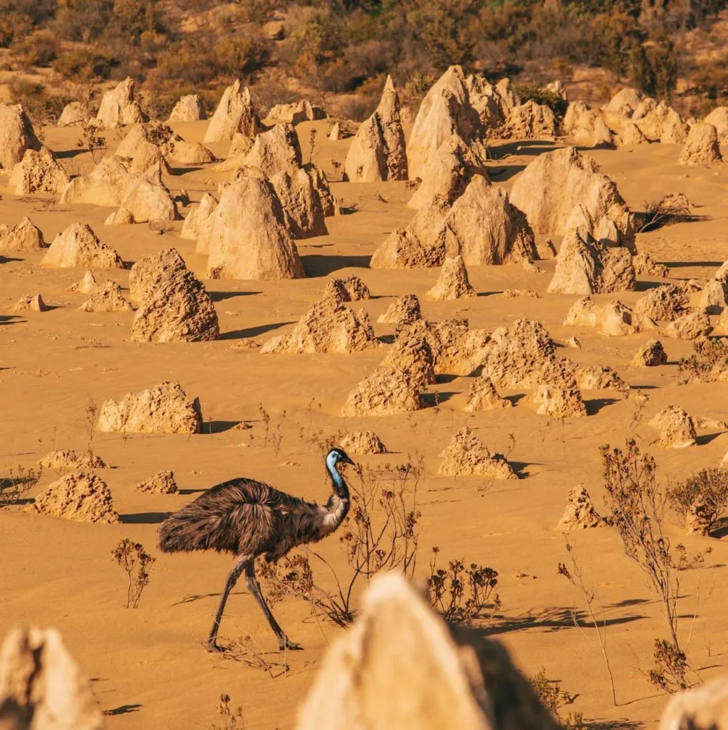 emus, The Pinnacles Desert