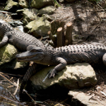 Australia’s Lethal Wildlife: Discover the Continent’s Most Dangerous Animals