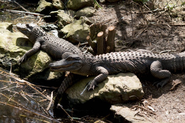 Australia’s Lethal Wildlife: Discover the Continent’s Most Dangerous Animals