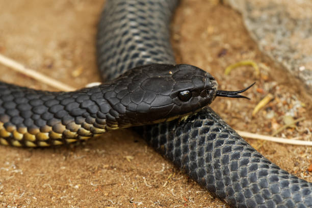 The count of deadly wildlife in Australia