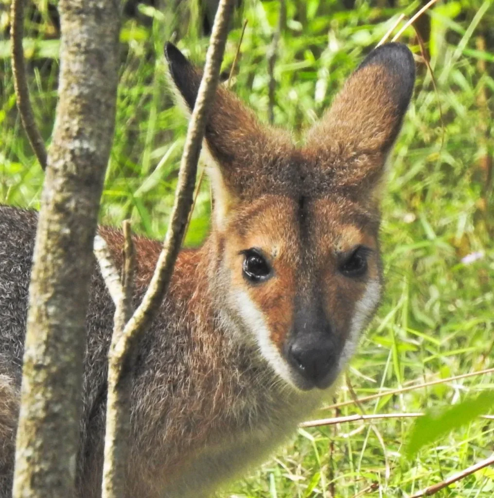 wallabies, Katherine Hot Springs